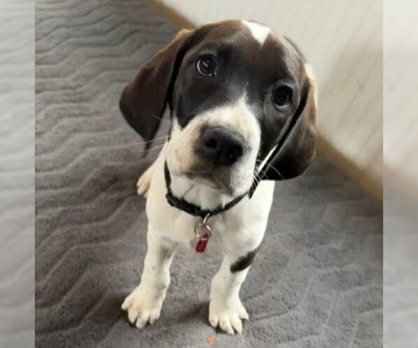 Medium Photo #2 Colonial Cocker Spaniel-Retriever  Mix Puppy For Sale in Fargo, ND, USA