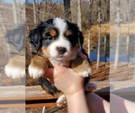 Small Photo #3 Australian Shepherd Puppy For Sale in STAFFORD, VA, USA