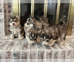 Small Photo #41 Siberian Husky Puppy For Sale in KANSAS CITY, MO, USA