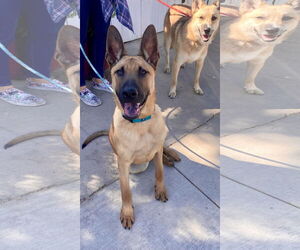 German Shepherd Dog-Unknown Mix Dogs for adoption in Newport Beach, CA, USA