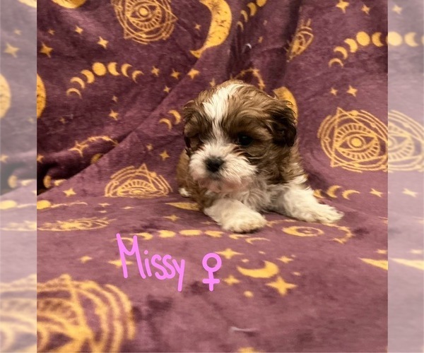Medium Photo #1 Shih-Poo Puppy For Sale in CYPRESS, TX, USA