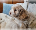 Image preview for Ad Listing. Nickname: Mercury