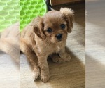 Small #9 Cavalier King Charles Spaniel