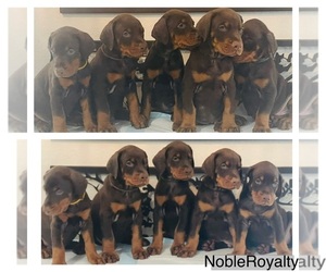 Doberman Pinscher Litter for sale in COLORADO SPRINGS, CO, USA