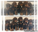 Small Doberman Pinscher