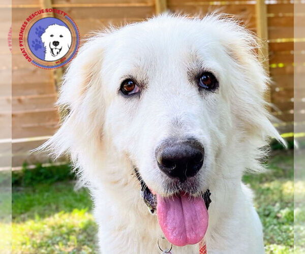 Medium Photo #2 Great Pyrenees Puppy For Sale in Spring, TX, USA