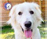 Small #1 Great Pyrenees