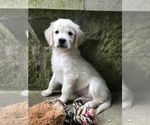 Small Photo #2 Golden Retriever Puppy For Sale in SCHNECKSVILLE, PA, USA