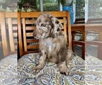 Chip - Male Labradoodle Puppy for Sale - Photo #4