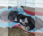 Puppy Black Female Borador