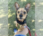 Small #5 Mutt