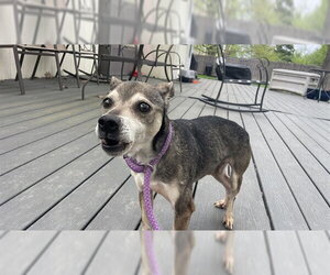 Rat Terrier-Unknown Mix Dogs for adoption in Lee's Summit, MO, USA