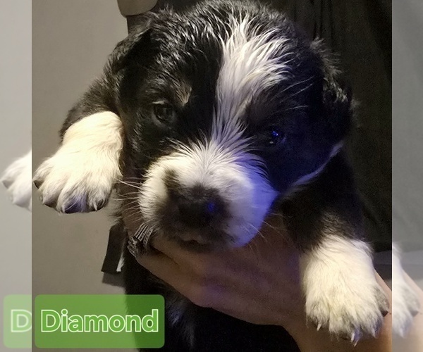 Medium Photo #1 Border-Aussie Puppy For Sale in ROY, UT, USA