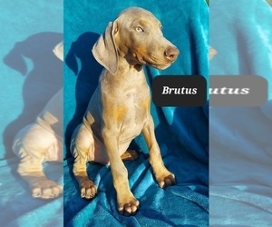 Doberman Pinscher Puppy for sale in POMEROY, OH, USA