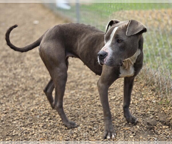 Medium Photo #3 Mutt Puppy For Sale in Anniston, AL, USA