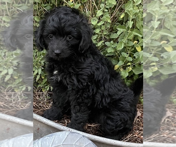 Medium Photo #2 F2 Aussiedoodle Puppy For Sale in CRESTON, CA, USA