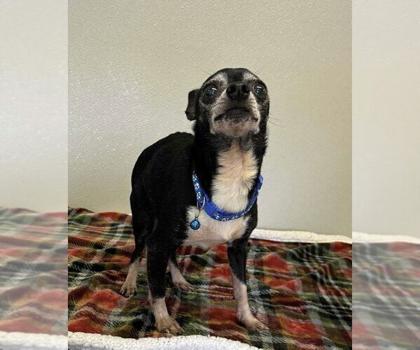 Medium Photo #3 Chihuahua Puppy For Sale in Osgood, IN, USA