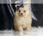 Small #2 Pomeranian