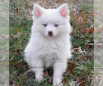 Image preview for Ad Listing. Nickname: Cotton Pomsky
