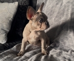 Small #10 French Bulldog