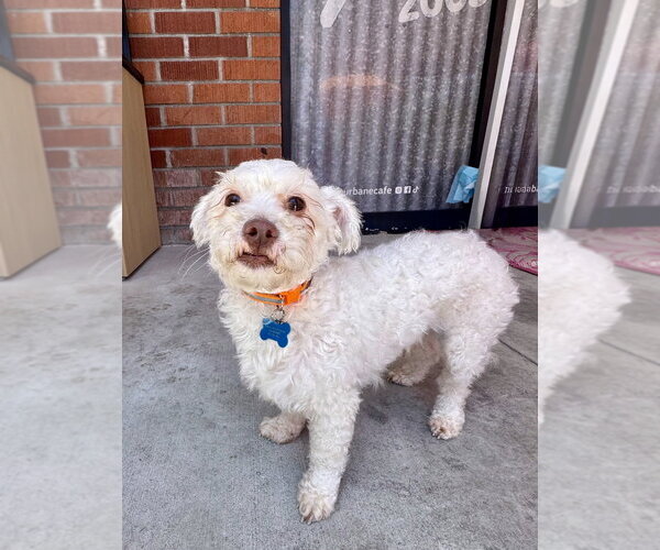 Medium Photo #3 Maltipoo (Miniature) Puppy For Sale in Marina Del Rey, CA, USA