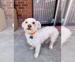 Small #2 Maltipoo (Miniature)