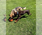 Small #14 Doberman Pinscher