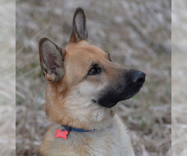 Medium Photo #3 German Shepherd Dog Puppy For Sale in Gretna, NE, USA