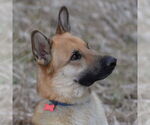 Small #2 German Shepherd Dog