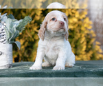 Puppy Julie Cocker Spaniel