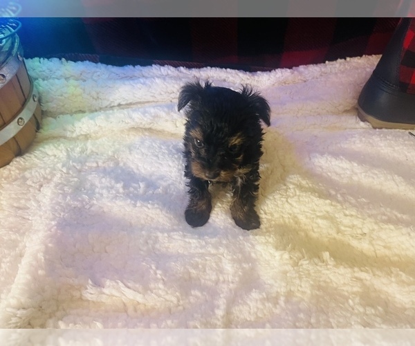 Medium Photo #4 Yorkshire Terrier Puppy For Sale in CROSSVILLE, TN, USA