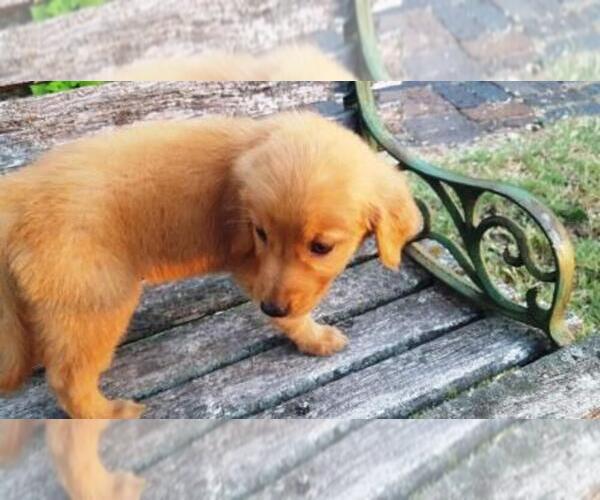 Medium Photo #6 Golden Retriever Puppy For Sale in LEON, KS, USA