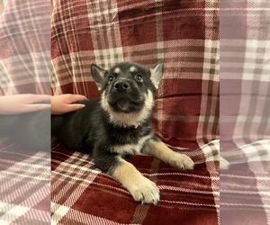 German Shepherd Dog-Siberian Husky Mix Puppy for sale in NORTH CANTON, OH, USA