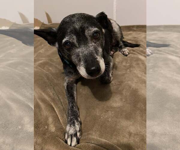 Medium Photo #1 Mutt Puppy For Sale in Sheboygan, WI, USA