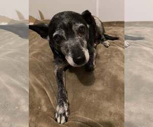 Medium Mutt