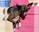 Small Photo #1 Chihuahua-Unknown Mix Puppy For Sale in Mesa, AZ, USA