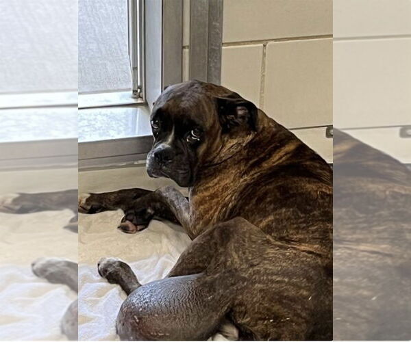 Medium Photo #6 Boxer Puppy For Sale in  Katy, TX, USA