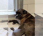 Small Photo #6 Boxer Puppy For Sale in  Katy, TX, USA