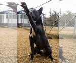 Small Photo #3 Akita-Unknown Mix Puppy For Sale in Anniston, AL, USA