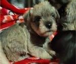 Puppy Pup 2 sold Schnauzer (Miniature)