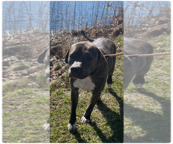 Medium Photo #5 American Pit Bull Terrier-Mountain Cur Mix Puppy For Sale in Rockaway, NJ, USA