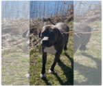 Small #4 American Pit Bull Terrier-Mountain Cur Mix