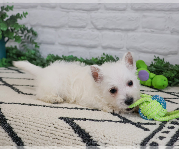 Medium Photo #9 West Highland White Terrier Puppy For Sale in SYRACUSE, IN, USA