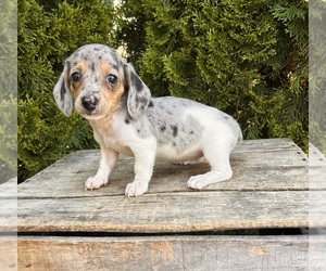 Dachshund Puppy for sale in MIDDLEBURY, IN, USA