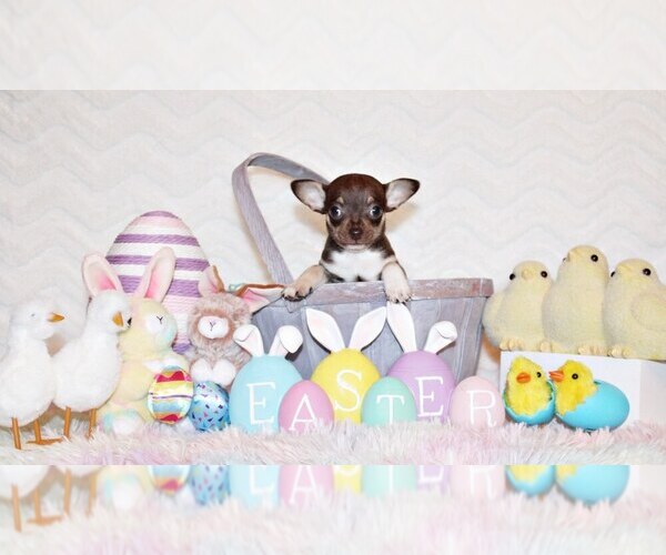 Medium Photo #23 Chihuahua Puppy For Sale in CHARLESTON, AR, USA