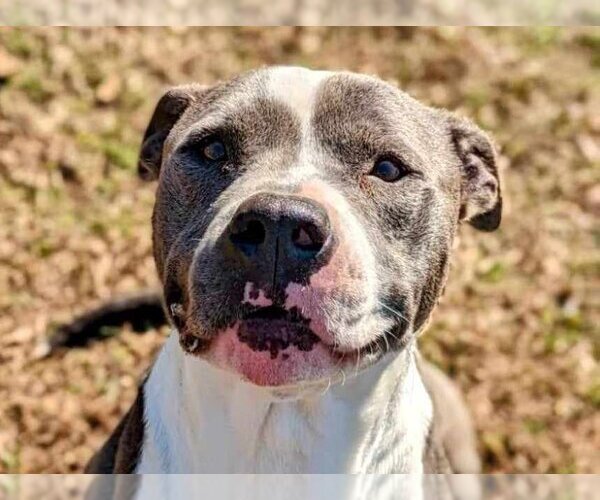Medium Photo #1 American Pit Bull Terrier-Unknown Mix Puppy For Sale in Anniston, AL, USA