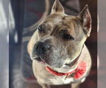 Small #42 American Pit Bull Terrier-American Staffordshire Terrier Mix