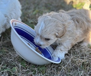 Cavachon Puppy for sale in HUBERT, NC, USA