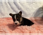 Small #9 American Corgi