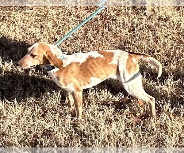 Medium Photo #4 Beagle Puppy For Sale in Glen Allen, VA, USA
